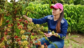 Novo rearranjo da exportação de café é liderado pelo Brasil e isso está na mão das cooperativas