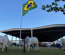 Parque da Pecuária inicia recepção dos animais para a 75ª Expoagro Alagoas nesta segunda (20)