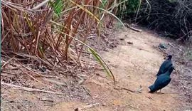 Corpo de jovem pernambucano é encontrado em fazenda na Zona da Mata