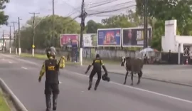 Vaca sente medo e começa a transitar na Av. Durval de Góes Monteiro