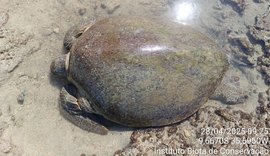 Vídeo: Tartaruga-verde presa em curral é resgatada na Ponta Verde
