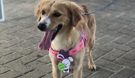 Crise em abrigo de Maceió pode resultar em 300 animais de volta às ruas