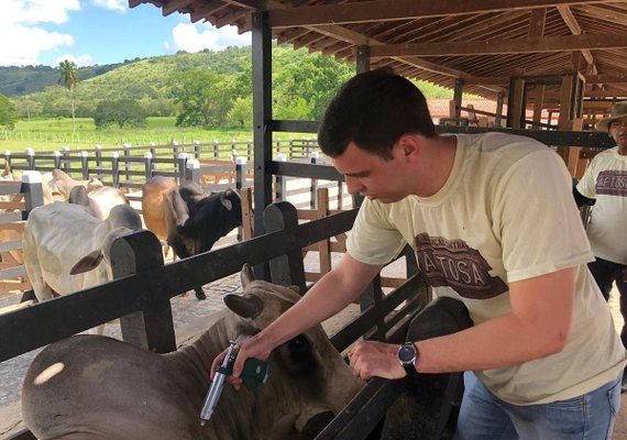 Rio Largo recebe vacinação assistida contra a febre aftosa