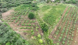 Polícia Penal de AL participa de operação que apreendeu 14 mil pés de maconha na BA