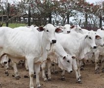 Prateleira do Leilão Nelore Barros Correia reúne produtos que atendem múltiplas categorias da pecuária