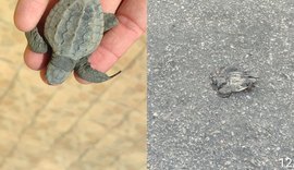 Filhotes de tartaruga são atropelados em Maceió; biólogo alerta para cuidados