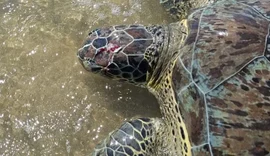 Tartaruga-verde é encontrada com crânio esmagado no Litoral de Alagoas