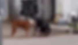 Vídeo: dois pitbulls matam gato em Maceió e causam pânico a moradores