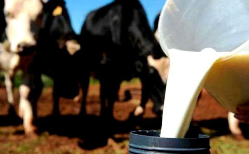 Pesquisa coloca Alagoas como maior produtor de leite do Nordeste