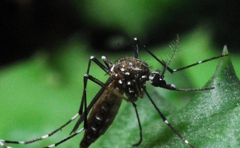 Cuiabá descarta surto de dengue durante a Copa do Mundo