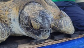 Tartaruga-verde resgatada em Alagoas é reabilitada e devolvida ao mar após meses de tratamento