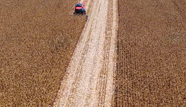 Desembolsos de crédito rural têm queda de 25% no primeiro mês do Plano Safra 25/26