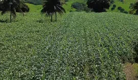 Agricultores familiares de Penedo vão colher mais de 300 toneladas de milho