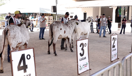 Expo Bacia Leiteira 2025: julgamento de animais destaca superioridade genética dos rebanhos da Bacia Leiteira Alagoana