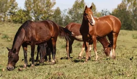 Após morte de cavalos, empresa admite composto tóxico em ração distribuída em Alagoas e outros estados