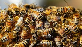 Idoso morre após ataque de abelhas em município de Alagoas