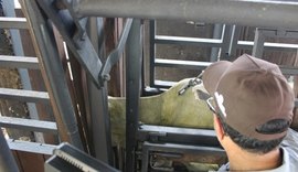 Adeal abre campanha de vacinação contra a febre aftosa
