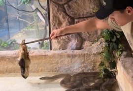 Vídeo de alagoano alimentando cobra viraliza na internet