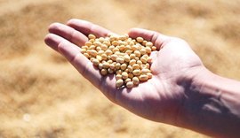Tratamento de sementes de soja com os inoculantes e defensivos biológicos impulsiona a produção brasileira