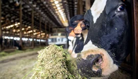 Cooperativa agropecuária estuda a diversificação de cinco novas culturas