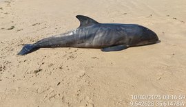 Filhote de golfinho é encontrado morto em Ipioca e passa por necropsia em Maceió
