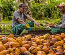 Alagoas inaugura primeira cooperativa produtora de cacau