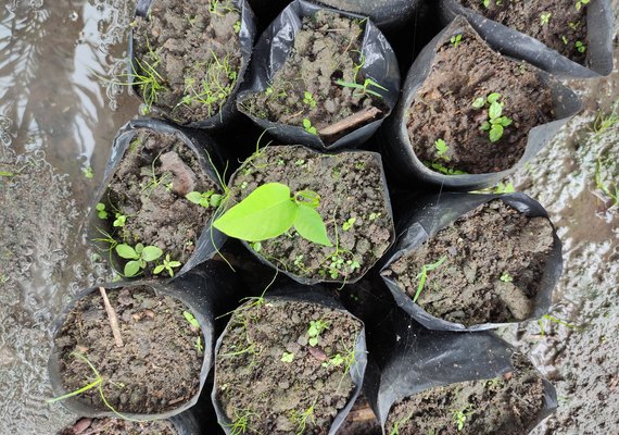 Coopaq apoia projeto 'Plantando Sombras' em assentamento no Litoral Norte de AL