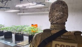 Polícia Civil desmantela estufa de maconha em Maceió
