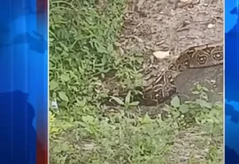 Jiboia de aproximadamente 4 metros intriga frequentadores do Bosque das Arapiracas