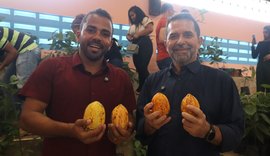 Cultura do cacau avança em Alagoas com criação da primeira cooperativa estadual do setor