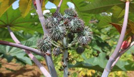 Cooperativa promove iniciativa para resgatar o cultivo da mamona em Alagoas