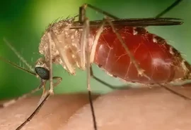 Antes restrita à Amazônia, febre oropouche se espalha pelo país