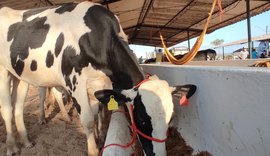 Produtores de leite comemoram equilíbrio do preço e liberação de crédito a baixo custo