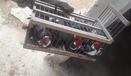 Aves silvestres são resgatadas em Alagoas durante operação nacional