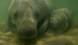 Associação de Porto de Pedras cria petição online para tornar o peixe-boi símbolo oficial do município