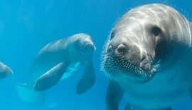 MPF cobra explicações sobre mortes de peixes-boi em Porto de Pedras e amplia investigação sobre contaminação