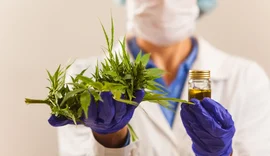 Uso da cannabis medicinal agora é Lei em Alagoas; entenda