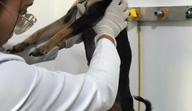 Cadela é resgatada pela PC após denúncia de abuso e maus tratos, em Maceió
