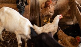 Fiscais notificam comerciantes por maus-tratos contra animais no Mercado da Produção