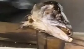 Vídeo: Cabeças de peixes são espalhadas em ciclovia da Av. Fernandes Lima