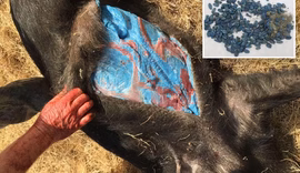 Javaporcos com carne azul neon revelam perigo oculto na Califórnia