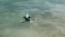 Vídeo: Pinguim é visto nadando entre banhistas em praia do Rio de Janeiro