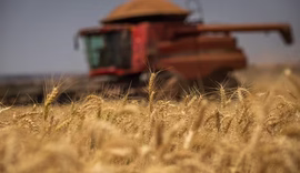 Produção global de alimentos deve crescer cerca de 14% até 2034, diz relatório