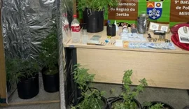 Estufa improvisada para cultivo de maconha leva à prisão de homem em Delmiro Gouveia