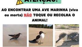 Instituto Biota alerta a população sobre aves marinhas em meio a novos casos de gripe aviária
