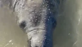 Peixe-boi é encontrado com marcas de golpes de facão, no Pontal do Peba