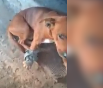 Suspeita de disparo contra cão durante abordagem policial em Maceió é investigada pela PC