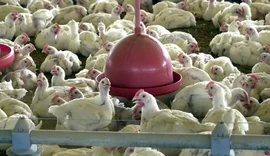 Governo confirma 1º foco de gripe aviária em granja comercial no Brasil