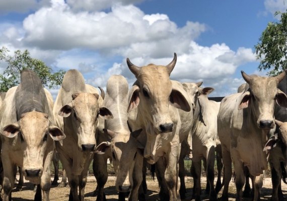 AL inicia Campanha de Vacinação contra a Raiva Animal
