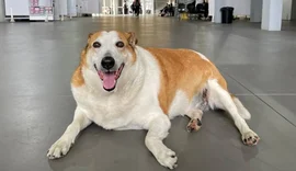 Conheça o Silveira, cachorro mascote que foi 'nomeado' como pró-reitor da UFSM